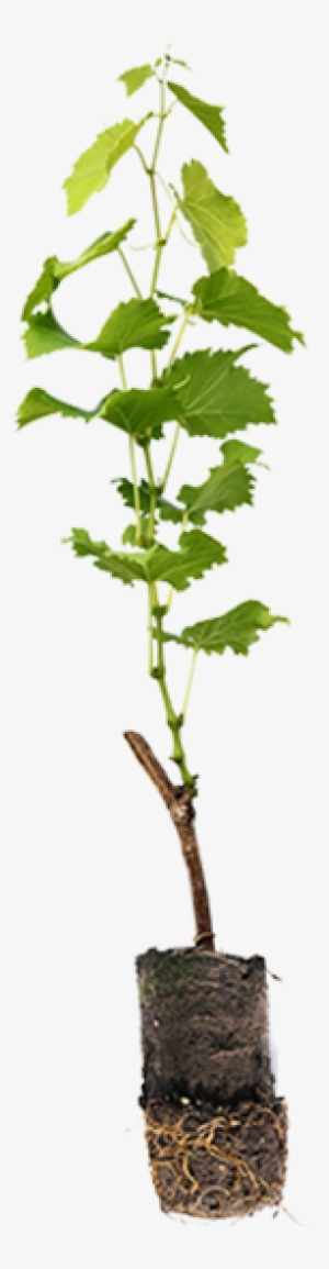 Green Potted Vines At Inland Desert Nursery - Inland Desert Nursery Inc