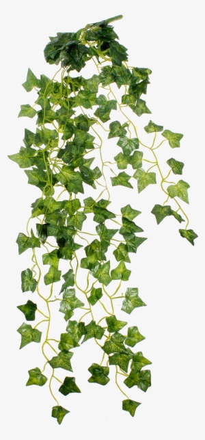 Jpg Free Library Ivy Transparent Green Plant - Embroidered Jean Shorts Outfit