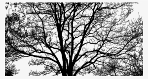 This Free Icons Png Design Of Intricate Tree Silhouette
