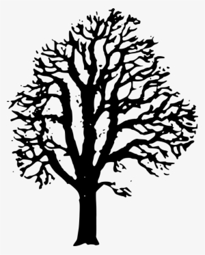 Free Chestnut Tree - Chestnut Tree Black And White