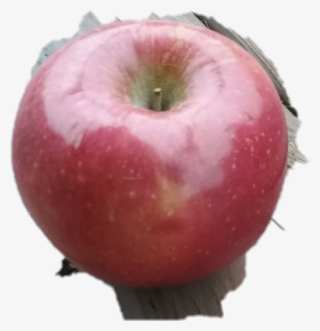 Poisonedapple Thefamilyof Evilqueen Snowwhite Descendants - Mcintosh