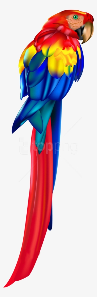 Parrot PNG, Free HD Parrot Transparent Image - PNGkit