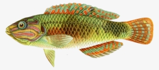 Goldenfish Sticker - Cichla