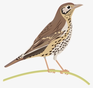 Song Thrush Png