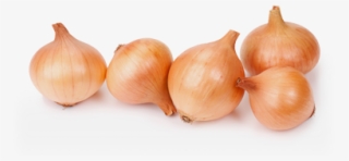 The Products Dedicated To Horeca Sector - Yellow Onion