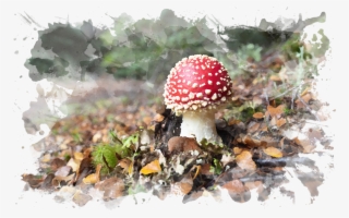 Button Mushroom Png