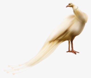 Waterfowl