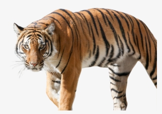 Tiger Picture - Siberian Tiger