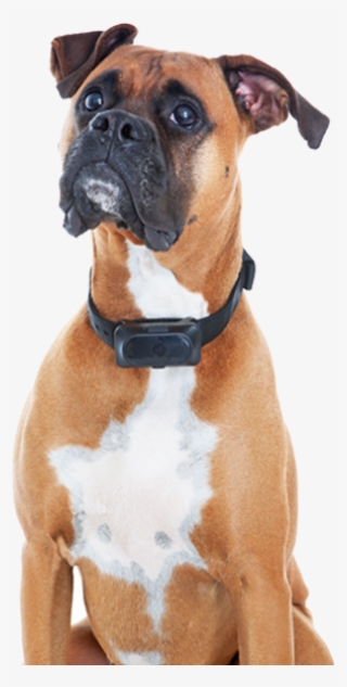 Good Grooming Practices At Home And Train Your Pet - Boxer