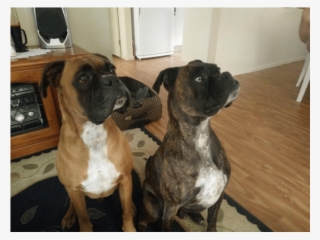 Photo Of Red And Finn - Boxer