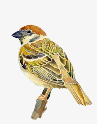 Sparrow Png Image & Sparrow Clipart - Sparrow Vector