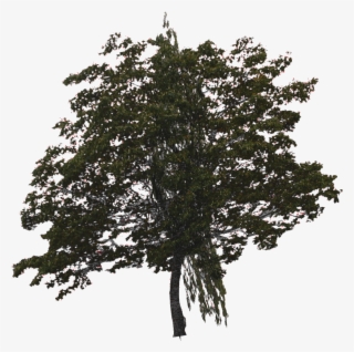 Simpletree - American Larch