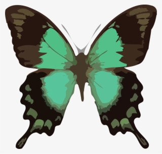 Butterfly Png Clipart Download Png - Barclay James Harvest Through The Eyes Of John Lees