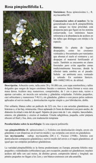 Rosa Pimpinellifolia L - Evergreen Rose