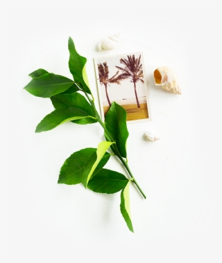 Image Is Not Available - Bay Laurel