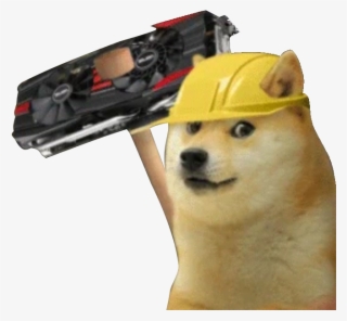 A Day In The Dogecoin Shibes Life 24/7 - Shiba Inu
