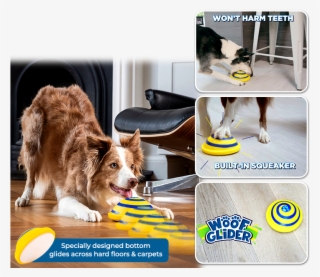 Dog Catches Something