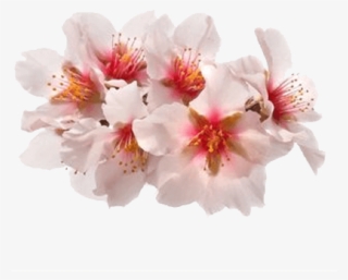 Spring Flowers Stickers For Imessage Messages Sticker-0 - Transparent Flowers Stickers