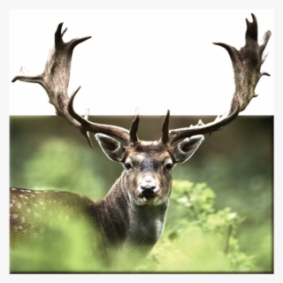 Hirsch Schwarz Weiß