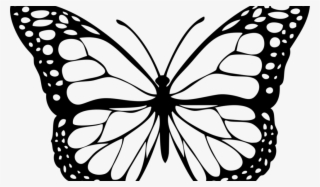 Butterfly Drawing With Colour