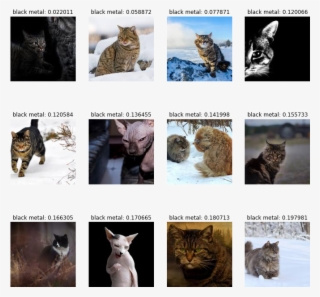 Finally, There's Only One Thing More Important Than - Domestic Short-haired Cat