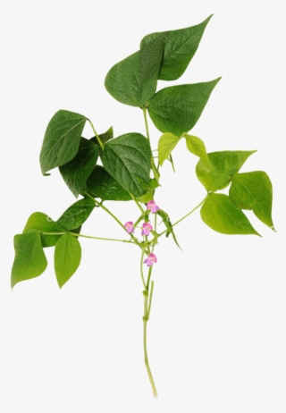 Twig
