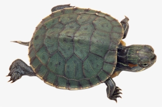 Turtle Png Transparent Turtlepng Images Pluspng - Diferentes Especies De Tortugas