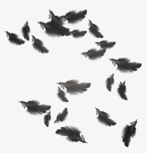 Черные Перья Png