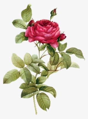 Clip Transparent Buds Png - Vintage Flower Drawing Png