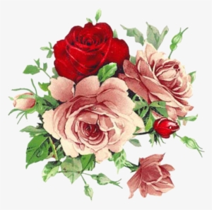 Beautiful Roses - Flower Png