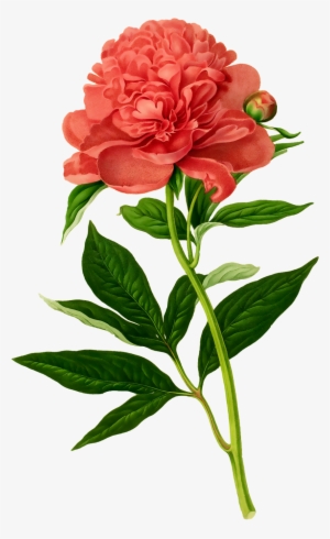 Peony Vintage Botanical Flowers