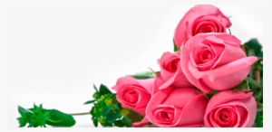 Rosas Rosas - Set Of 3 Pearl Bracelets