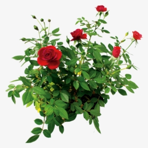 Цветок Розы, Куст Розы Красной, Rose Flower, Rose Bush - Bush Of Roses Png