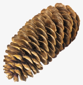 Free Png Pine Cone Png Images Transparent - Spruce Cone Png