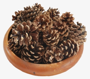 Pine Cones - Wood