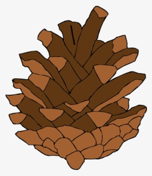 Pine Cone - Lodgepole Pine