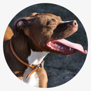 Testimonial-2 - Pitbull Dog