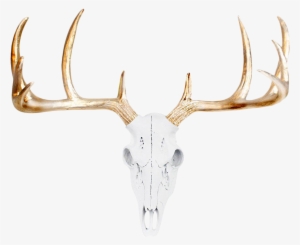 Deer Skull Png Free Hd Deer Skull Transparent Image Pngkit