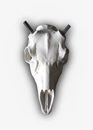 Mule Deer European Replica Skull - Wyoming