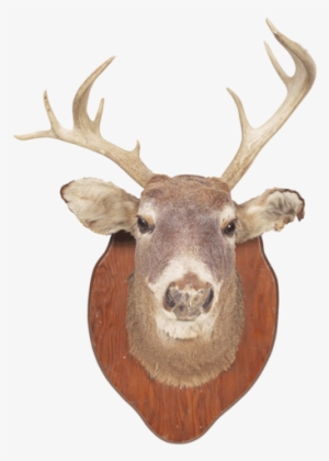 A Fine Specimen To Be Proud Of - Ehow