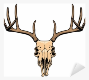 Deer Skull Drawing