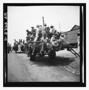 Peach Pickers Being Driven To The Orchards, Muscella, - Troop