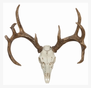 Whitetail Deer European Mounts - Deer