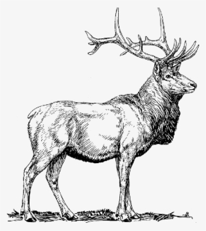 Moose, Deer, Head, Animal, Drawings, - Elk Clip Art