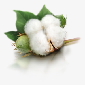 Cotton Plant Png Image - Cotton Png