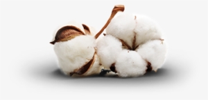 Cotton Png