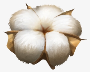 Cotton Plant Png Image - Cotton Png
