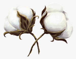 Cotton Is King - Cotton Transparent