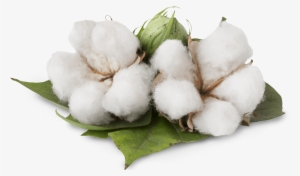 Cotton Cotton - Benefits Of Cotton Plant
