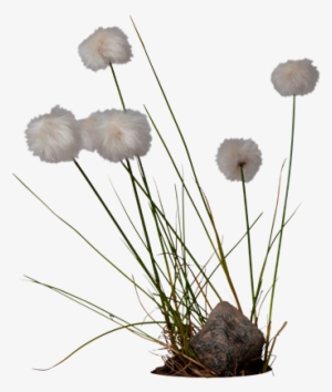 Cotton Png High-quality Image - Cotton Grass Png